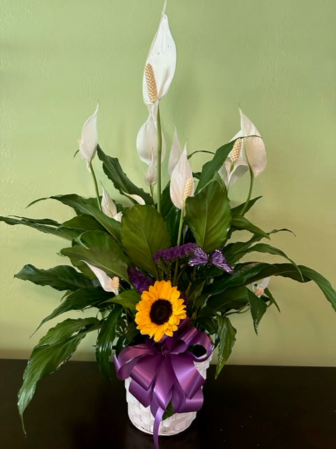 Sunshine Peace Lily – PORT ORANGE BASKETS & BLOOMS