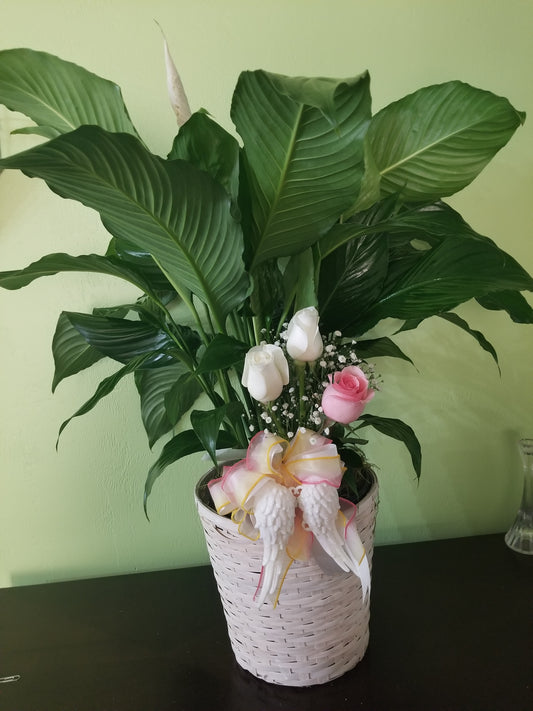 Angel in Heaven Premium