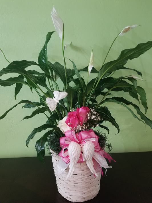 Angel in Heaven Deluxe