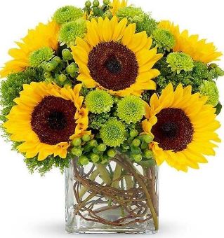 Sunflower Sunshine