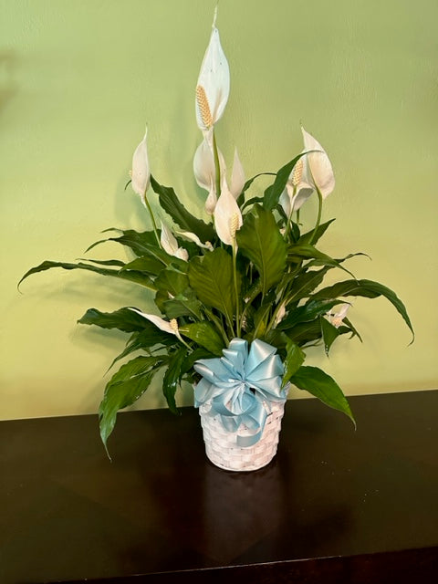 Spathiphyllum- Peace Lily