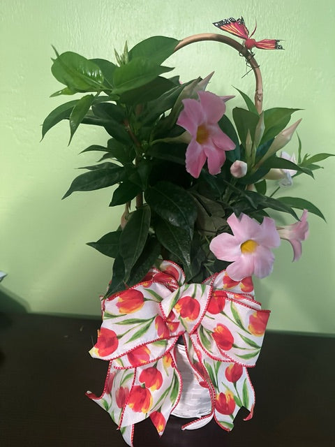 Mandeville Tropical Breeze "Blushing Pink"