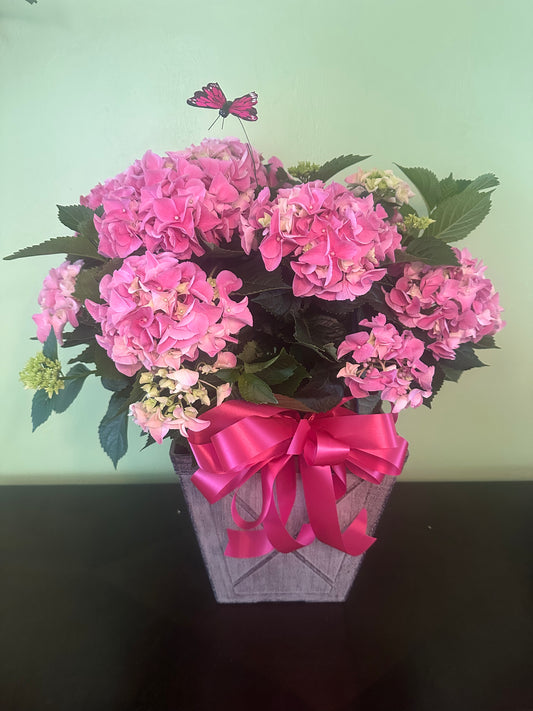 Pink Hydrangea
