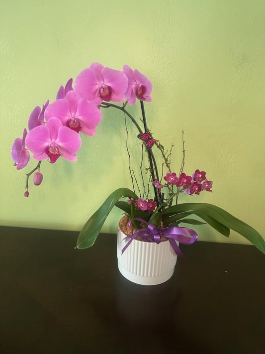 Orchid