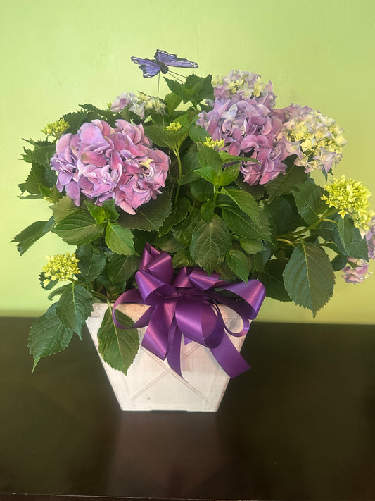 Blue Hydrangea